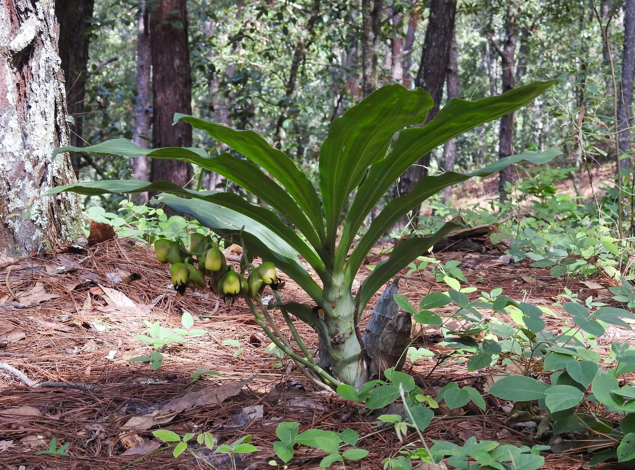 Catasetum integerrimum
